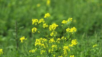 Yellow Blooming Canola Flower Field video
