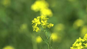 amarillo floreciente canola flor campo video