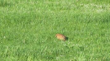 vero selvaggio marmotta nel un' prato coperto con verde fresco erba video