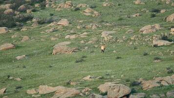 selvaggio przewalski cavalli nel naturale habitat nel il geografia di Mongolia video