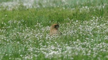 echt wild Murmeltier im ein Wiese bedeckt mit Grün frisch Gras video