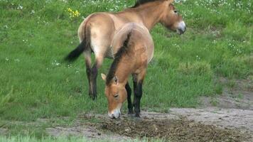 Wild Przewalski Horses in Natural Habitat in The Geography of Mongolia video