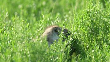 réel sauvage marmotte dans une Prairie couvert avec vert Frais herbe video