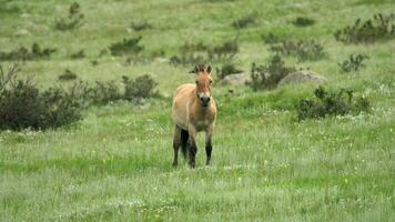 selvagem Przewalski cavalos dentro natural habitat dentro a geografia do Mongólia video