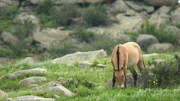 selvagem Przewalski cavalos dentro natural habitat dentro a geografia do Mongólia video