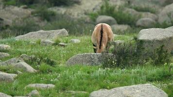 vild przewalski hästar i naturlig livsmiljö i de geografi av mongoliet video