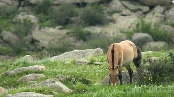 wild przewalski Pferde im natürlich Lebensraum im das Erdkunde von Mongolei video