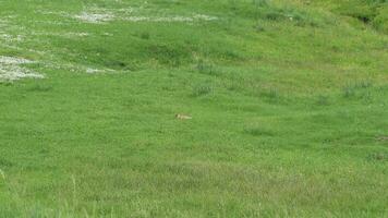 vero selvaggio marmotta nel un' prato coperto con verde fresco erba video