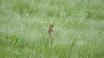 Orange Fur Ground Squirrel in a Meadow Covered With Green Fresh Grass video