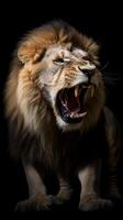 the angry lion roaring on black background photo