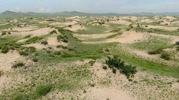 désert les plantes sur le sable dans semi désert dunes video