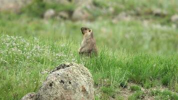 vero selvaggio marmotta nel un' prato coperto con verde fresco erba video