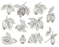 Hand Drawn Cacao Illustration Set vector