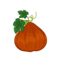 Yellow orange pumpkin with leaves and shoots, autumn vegetable harvest, vector illustration on a white background isolate