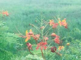 Beautiful orange flower at the park photo