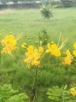 Beautiful yellow flower in the park photo