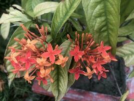 hermosa rojo flor a el parque foto