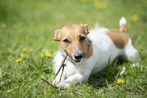 Funny dog jack russell breed plays with a stick on the summer lawn. Beautiful dog in nature. photo