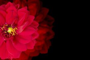 hermosa rojo flor con borroso bordes en un negro antecedentes. foto