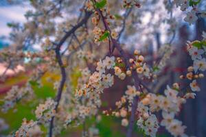 primavera floración antecedentes. hermosa naturaleza con un cierne árbol. hermosa jardín. resumen Cereza flores foto