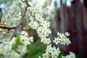 primavera floración antecedentes. hermosa naturaleza con un cierne árbol. hermosa jardín. resumen Cereza flores foto