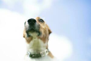 The nose of the dog breed dec rassl on a background of blue sky. Dog nose. photo