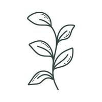 Hand drawn rustic leafy twig vector