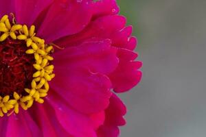 hermosa rosado flor con un amarillo núcleo de cerca en un gris antecedentes. foto