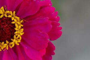 Beautiful pink flower with a yellow core close-up on a gray background. photo