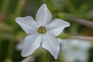 White tobacco flower close-up on a green background. photo