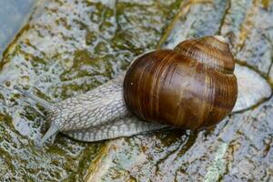 Beautiful grape snail close-up on a wooden background. photo