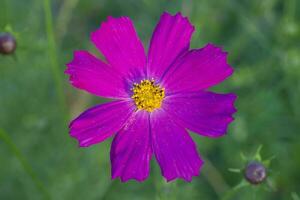 Pink cosmos garden flower on green background photo