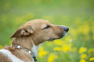 Muzzle of a dog of breed Jack Russell in profile. Beautiful dog in nature. photo