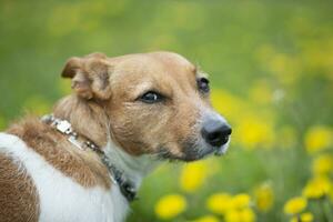 Dog breed jack russell looks at the camera with a smart look. Beautiful dog in nature. photo