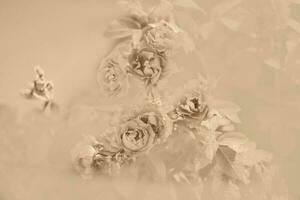 Abstract background roses of gentle beige color. Beautiful soft flowers of flesh tones. photo