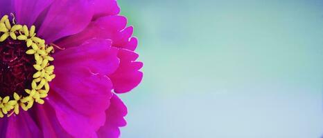 Beautiful pink flower with a yellow core close-up on a green background. photo