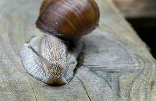 Beautiful grape snail close-up on a wooden background. photo