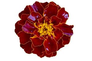 Beautiful red flower marigold on a white background close-up. photo