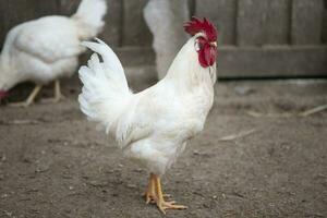 A white chicken walks around the yard, enjoying life. photo