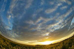 Yellow rapeseed grass shot with a fisheye lens against the sky. Natural background. photo