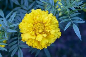 Yellow flower marigold on a green background. photo