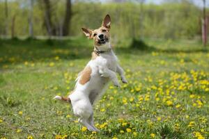 Funny dog of breed jack russell playing in the park. Beautiful dog in nature. photo