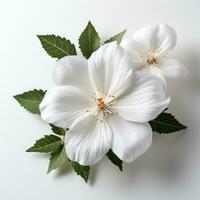 un bonito blanco Damiana flor en blanco antecedentes foto