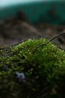 Close up of a branch on the bark of a tree in the forest, small plant growing on the bark of a tree, Caterpillar on a leaf in the garden in the nature. photo