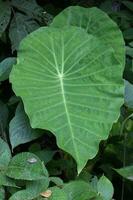 hoja de un taro, colocasia esculenta, tropical hoja de elefante oído o colocasia esculenta foto