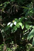 blanco flores de alforfón en un antecedentes de verde césped. foto