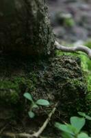 cerca arriba de un rama en el ladrar de un árbol en el bosque, pequeño planta creciente en el ladrar de un árbol, oruga en un hoja en el jardín en el naturaleza. foto