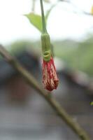 Red hibiscus flower in the garden with blurred background. photo