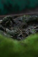 cerca arriba de un rama en el ladrar de un árbol en el bosque, pequeño planta creciente en el ladrar de un árbol, oruga en un hoja en el jardín en el naturaleza. foto