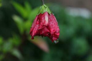 Red hibiscus flower in the garden with blurred background. photo